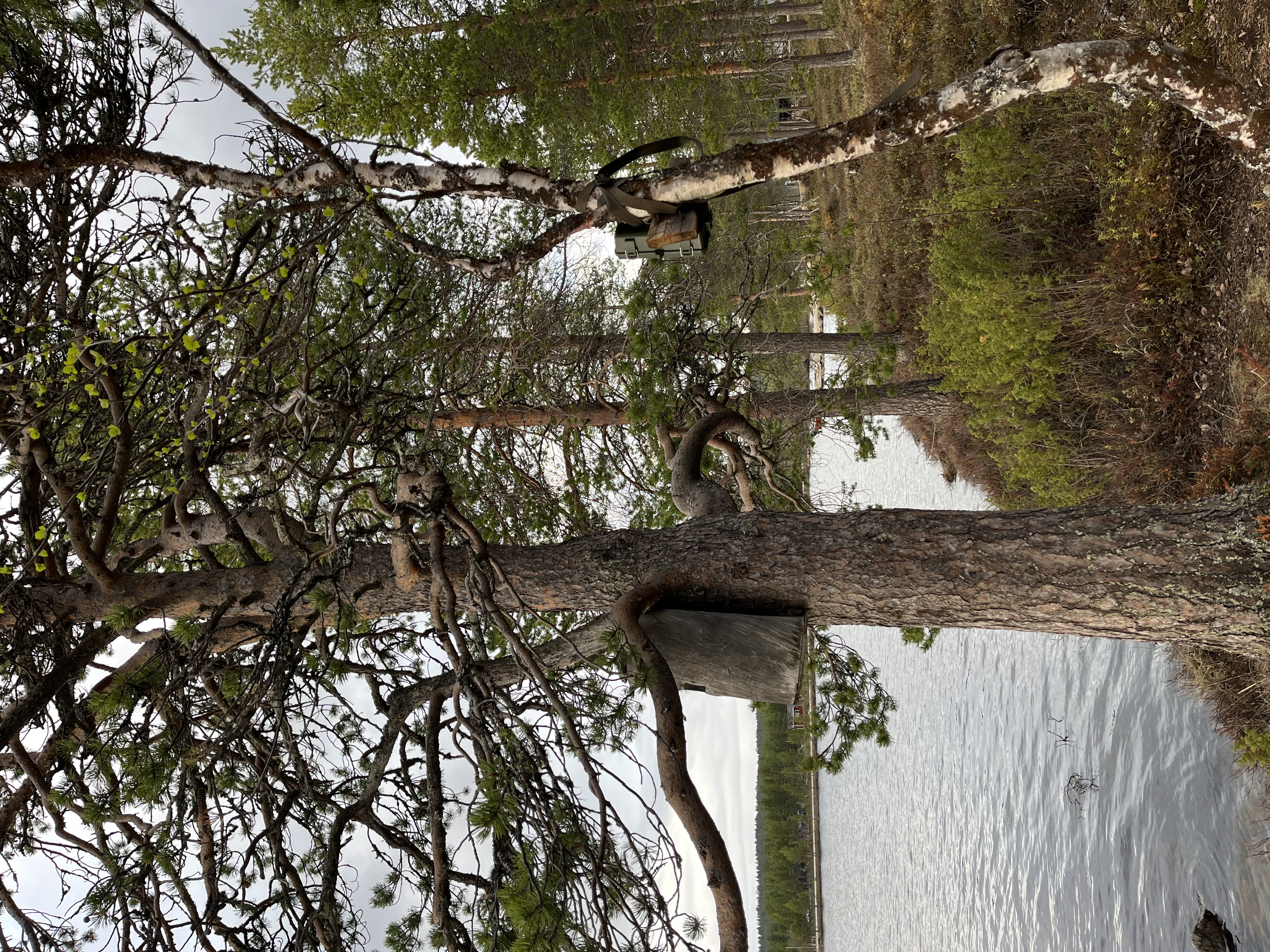 opstellingwildcameranestkastsperweruil