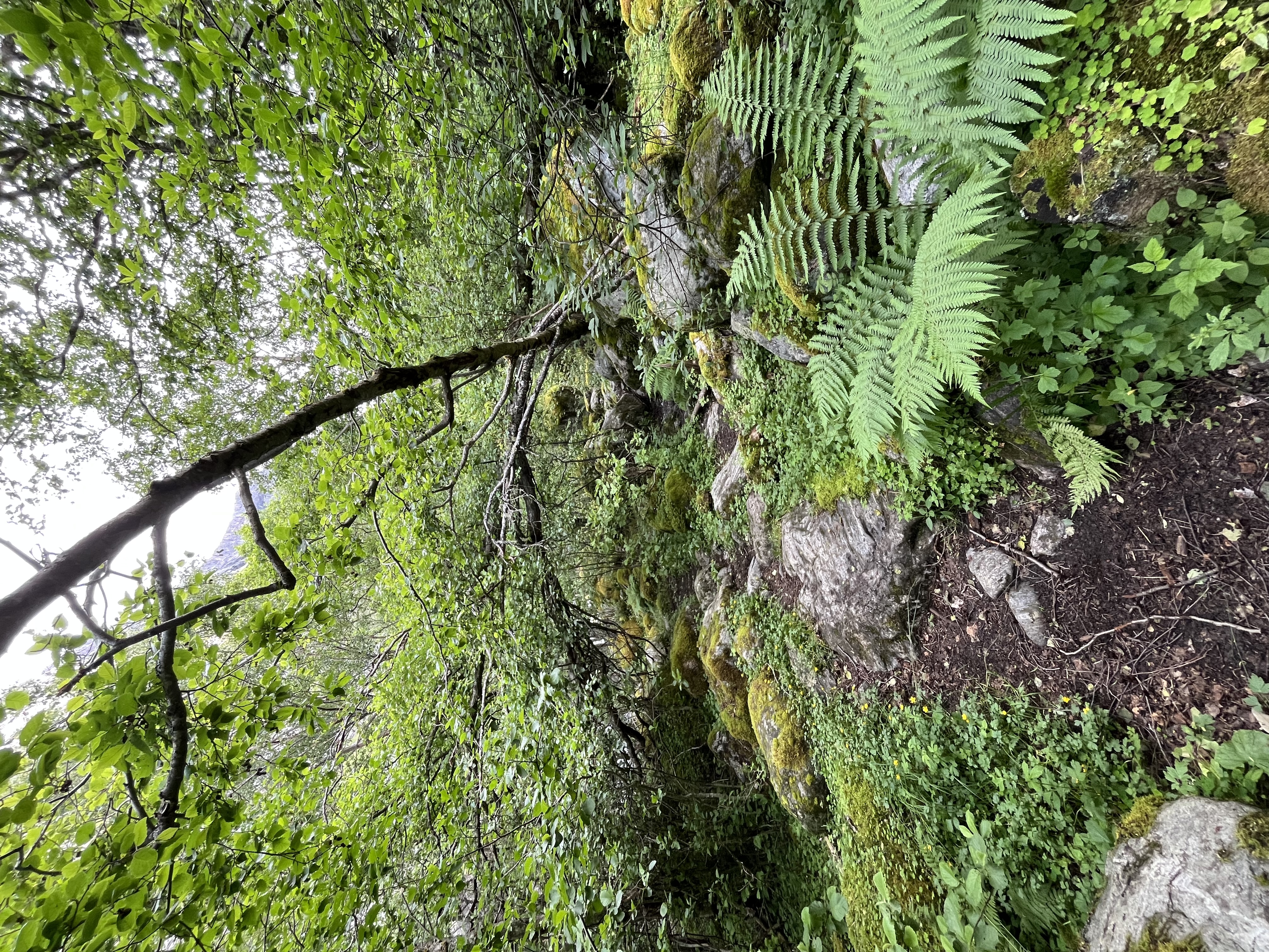 wandelingBrenndalsgletsjer4