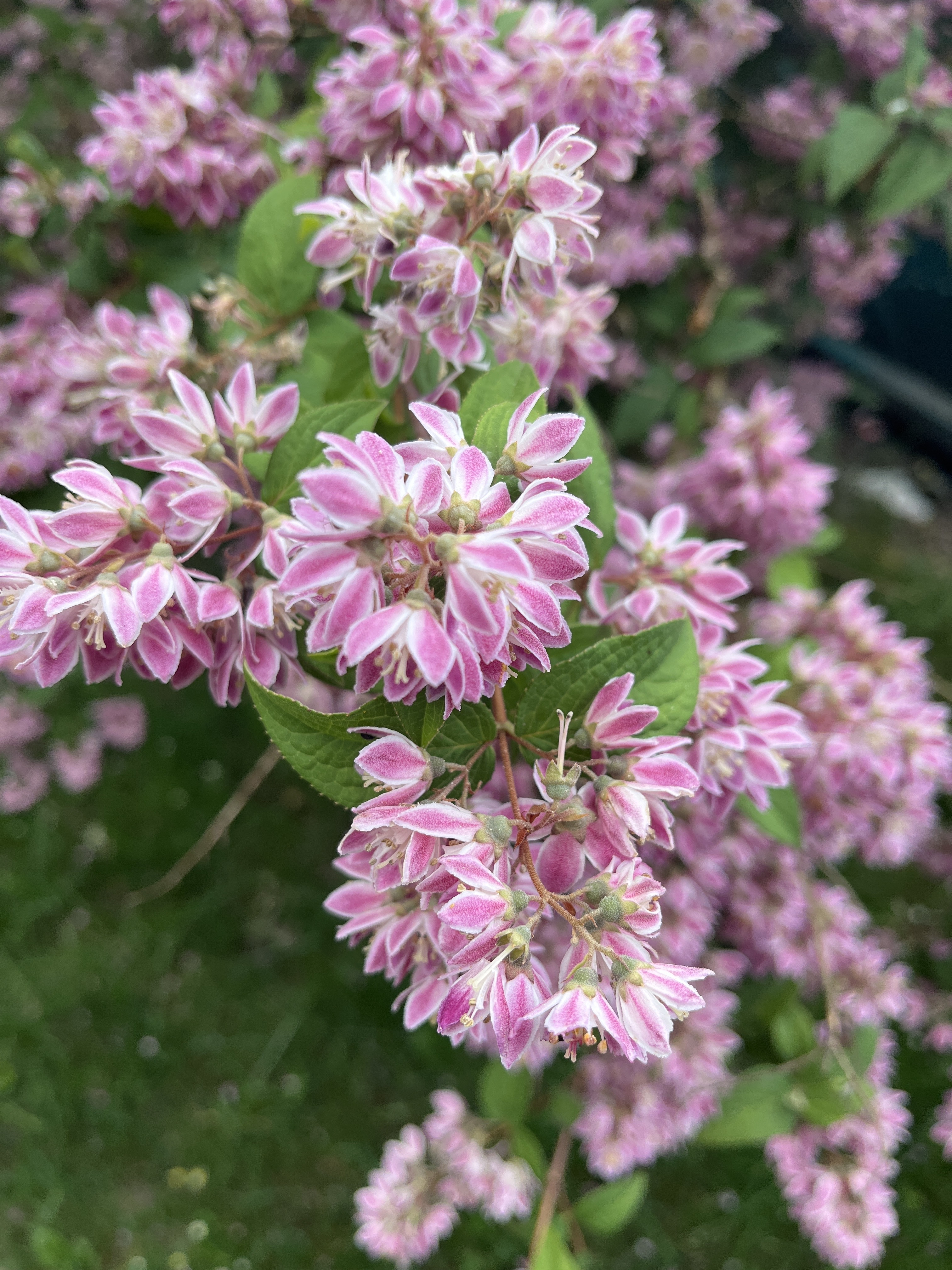 bloemen