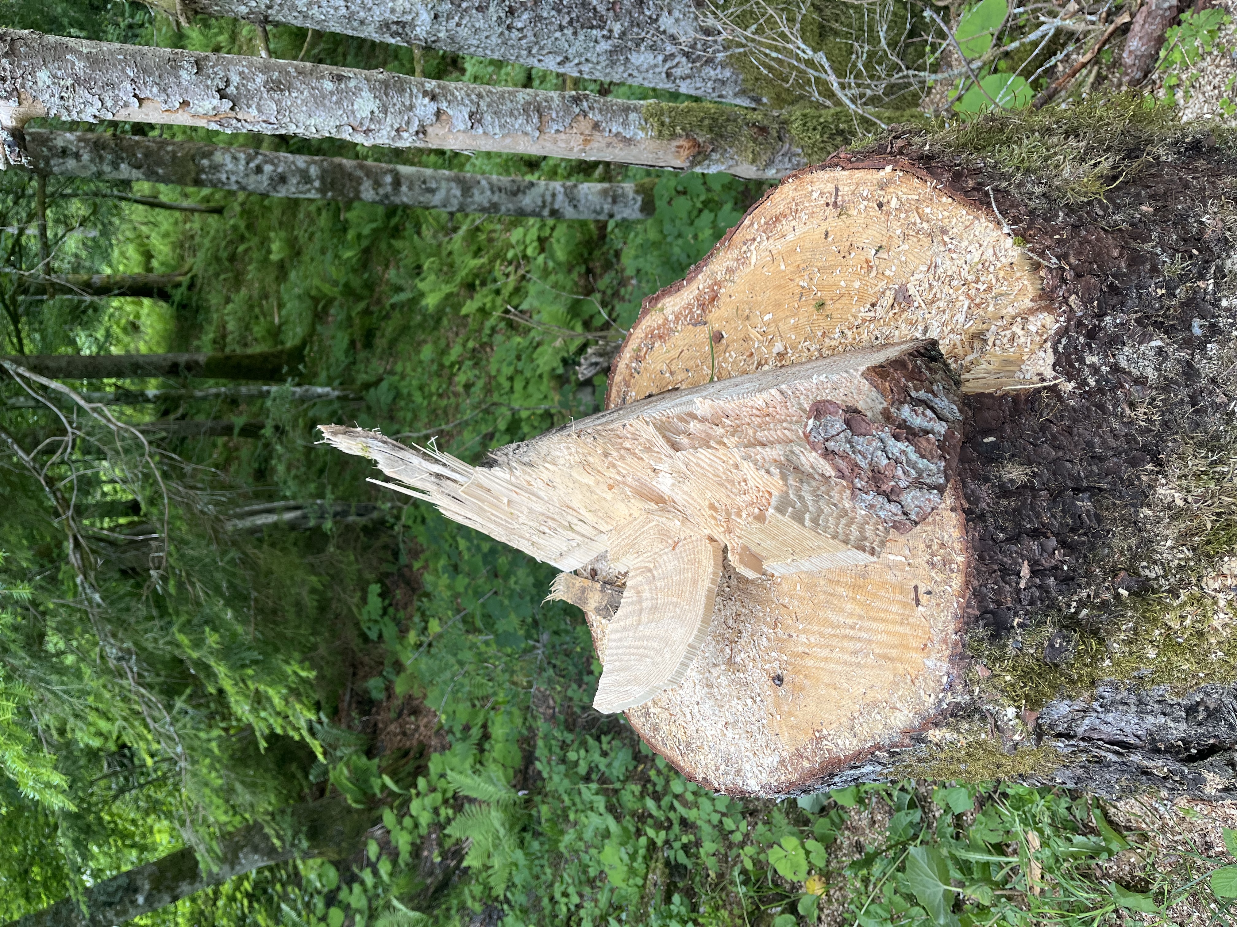 afgehakte boom