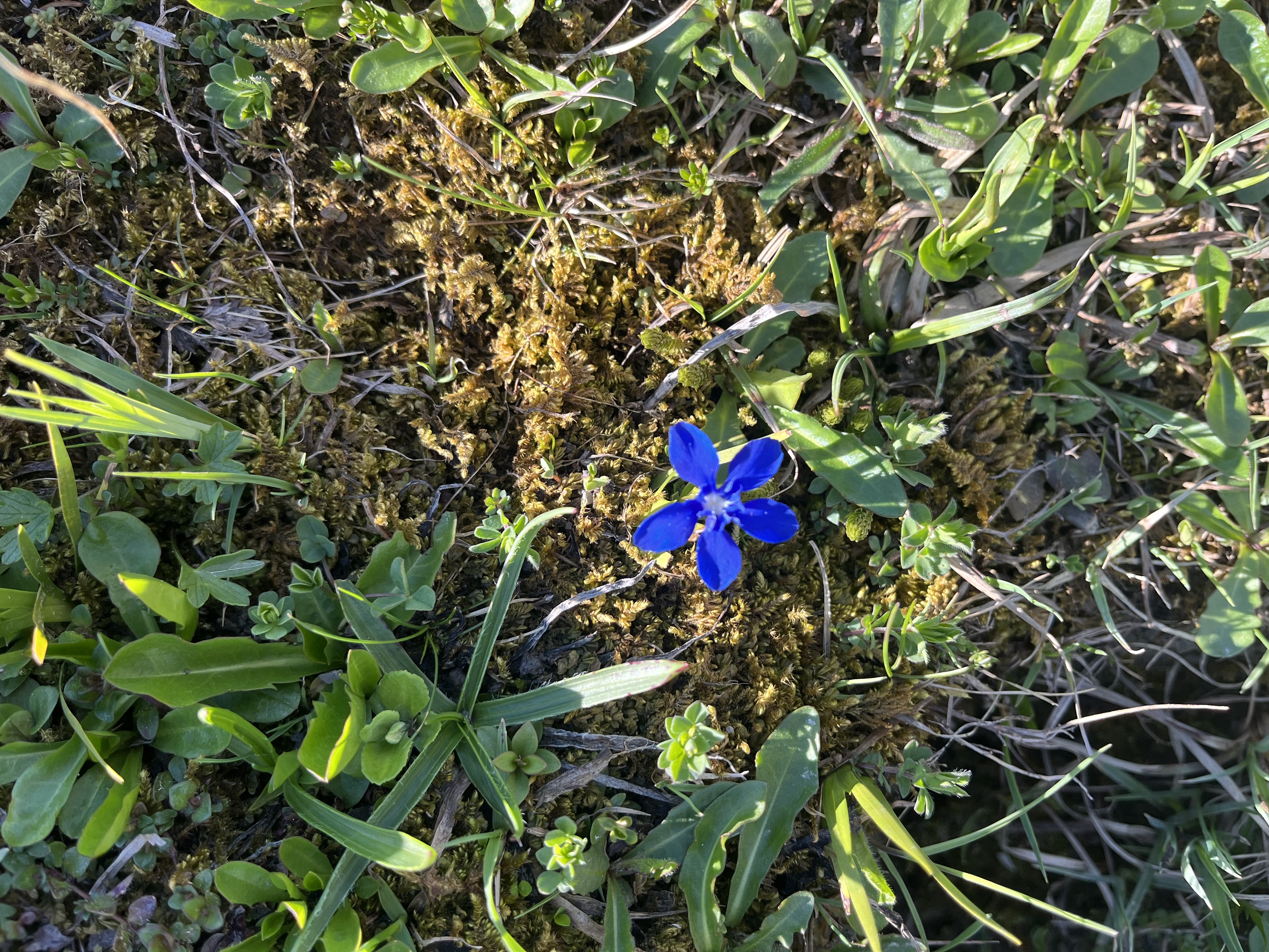 Blauwe bloemen