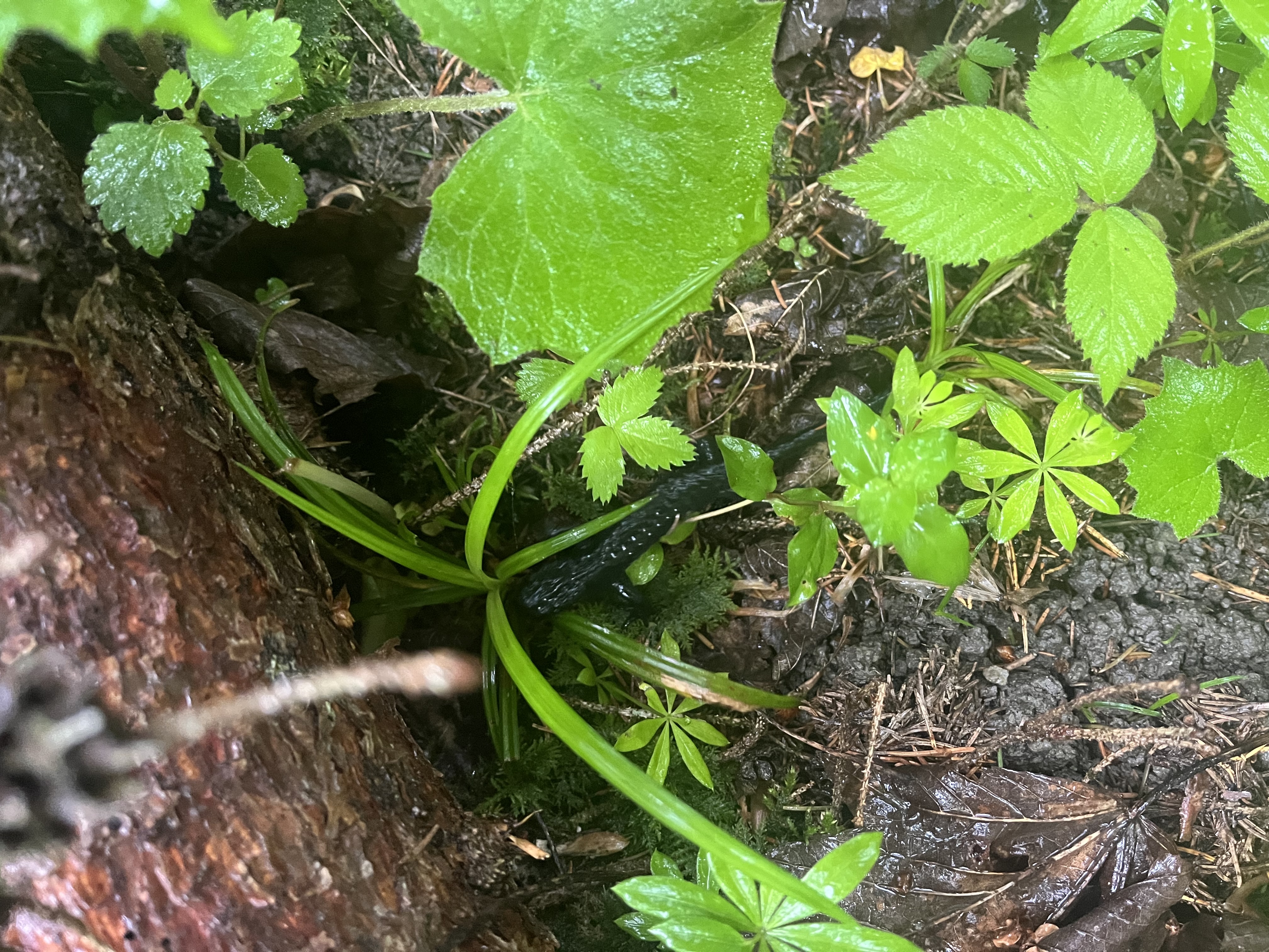 Alpenlandsalamander